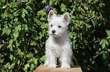 WESTIE 160